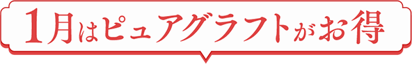 1月はピュアグラフトがお得
