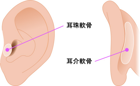 耳の軟骨を摂取